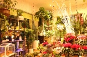 「フローリスト　せいうんどう」　（兵庫県姫路市）の花屋店舗写真3