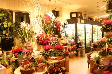 「フローリスト　せいうんどう」　（兵庫県姫路市）の花屋店舗写真4